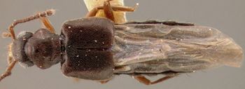 Media type: image;   Entomology 27480 Aspect: habitus dorsal view